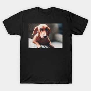 A Beautiful Dog T-Shirt